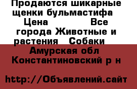 Продаются шикарные щенки бульмастифа › Цена ­ 45 000 - Все города Животные и растения » Собаки   . Амурская обл.,Константиновский р-н